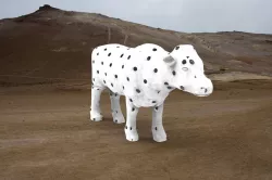 3D Cow
