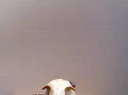 bob cat skull - No Jaw