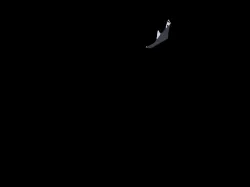Cimbra colado