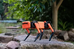 Dingo Robot Quadruped