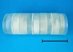 Ellerbeckia arenaria diatom frustule