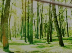 My Animation: Lonely Arrow in the Belgrad Forest