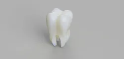 tooth