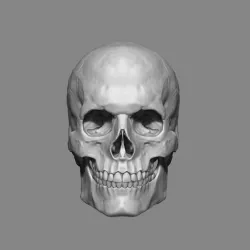 Anatomy Male Skull 1/2 Size