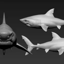 Great white shark