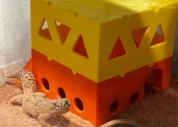 Stackable Reptile Hide