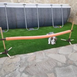Adjustable dog Agility jump / Salto ajustable para perros Agility