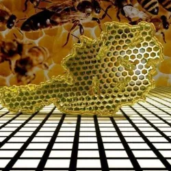 bee hive 3