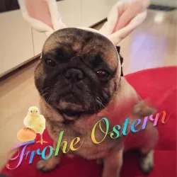 Punny - half bunny / half pug