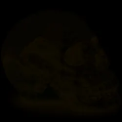 skull