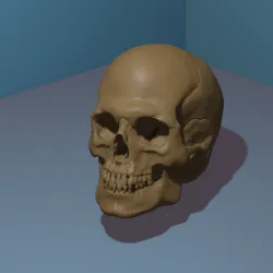 3D Skull