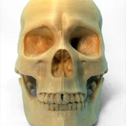 ANATOMICAL HUMAN MALE SKULL IN WOOD PLA