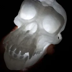 Chimp Skull