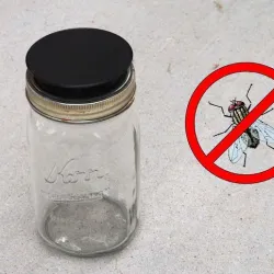Fly Trap for Mason Jar