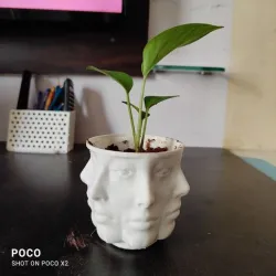 PolyHead Pot