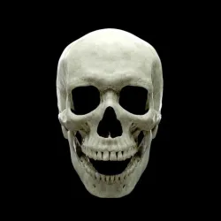 Realistic Human Skull Anatomy stl and OBJ
