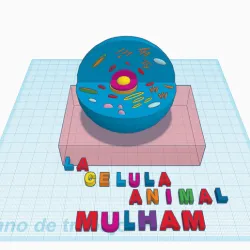 animal cell