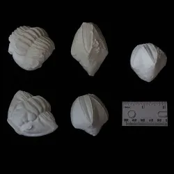Fossil Trilobites and Blastoids