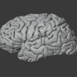 NORMAL HUMAN BRAIN MODEL