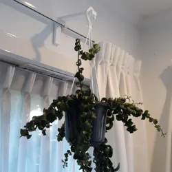 Plant hook