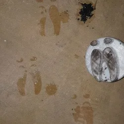 reindeer hoof print