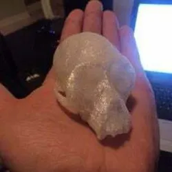 3d scan of monkey skull