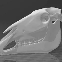 horse skull - part 1