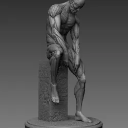 Human Anatomy art