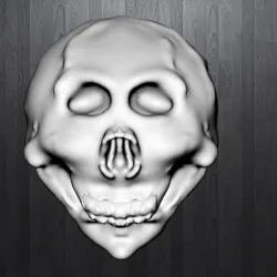 Human skull