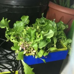 hydroponics