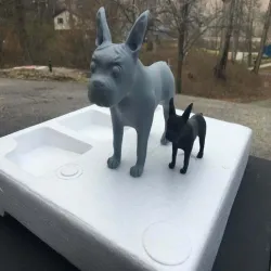 Boston Terrier