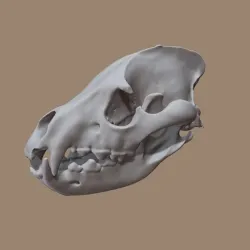Hyena Skull based on CT Scan data by Marco Valenzuela