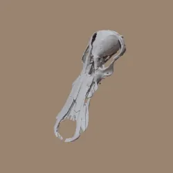 Obdurodon dicksoni skull CT Scan based model by Marco Valenzuela