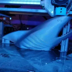 Shark Attack