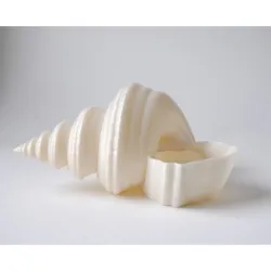 Shell Planter