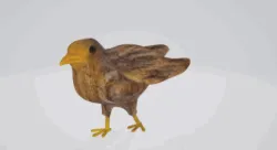 cocoo kuckuck
