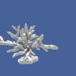 coral for aquarium decoration