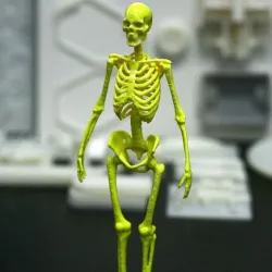 Human Skeleton Display Model by Marco Valenzuela