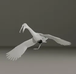 pelican bird flyed