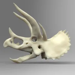 Stegoceratops Dinosaur Skull Skeleton