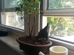 Bonsai Watering Can