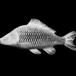 carp