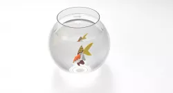 FISH IN BOWL