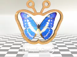Morpho Cypris
