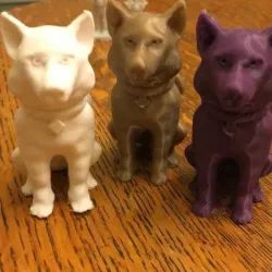 Husky sitting at attention
