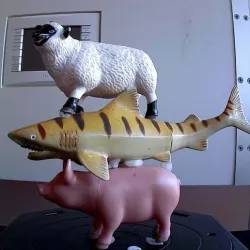 Sheep Shark Pig