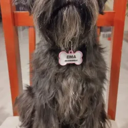 DOG TAGS FOR DOGS