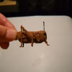 grasshopper