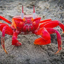 Red Crab From Red Planet