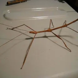 walking stick bug Phasmida